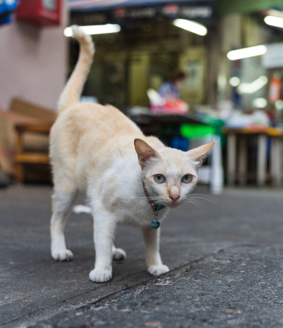 猫 / 21