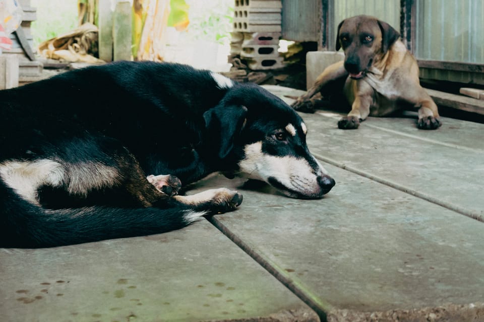 犬 / 07