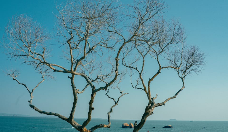 枯れ木 / 01