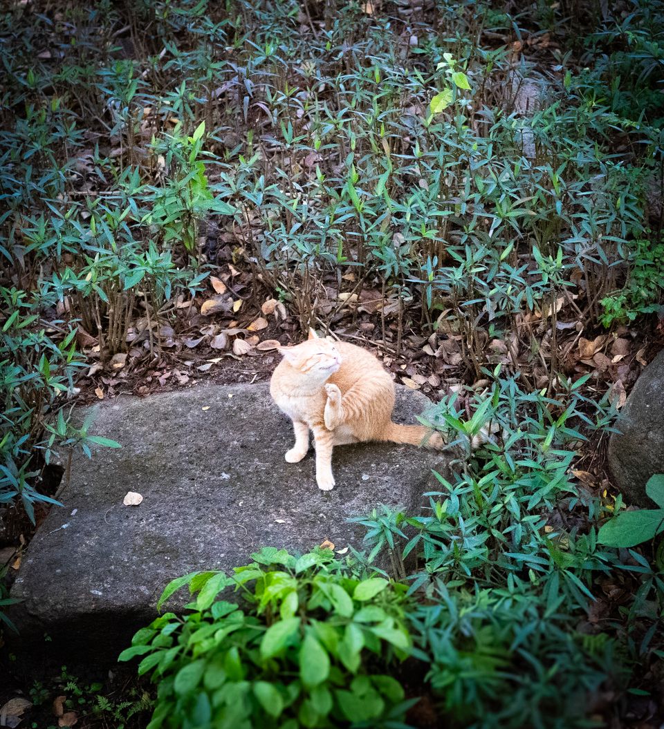猫 / 14