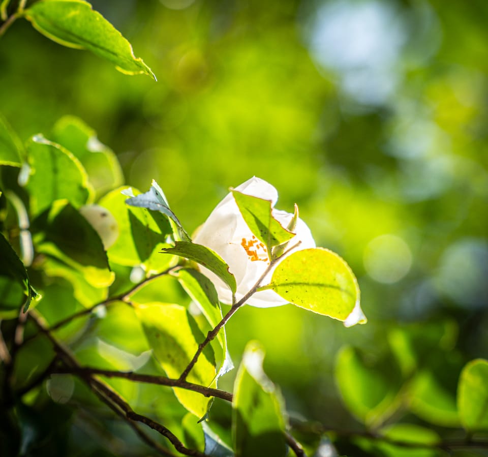 武功山 / 10