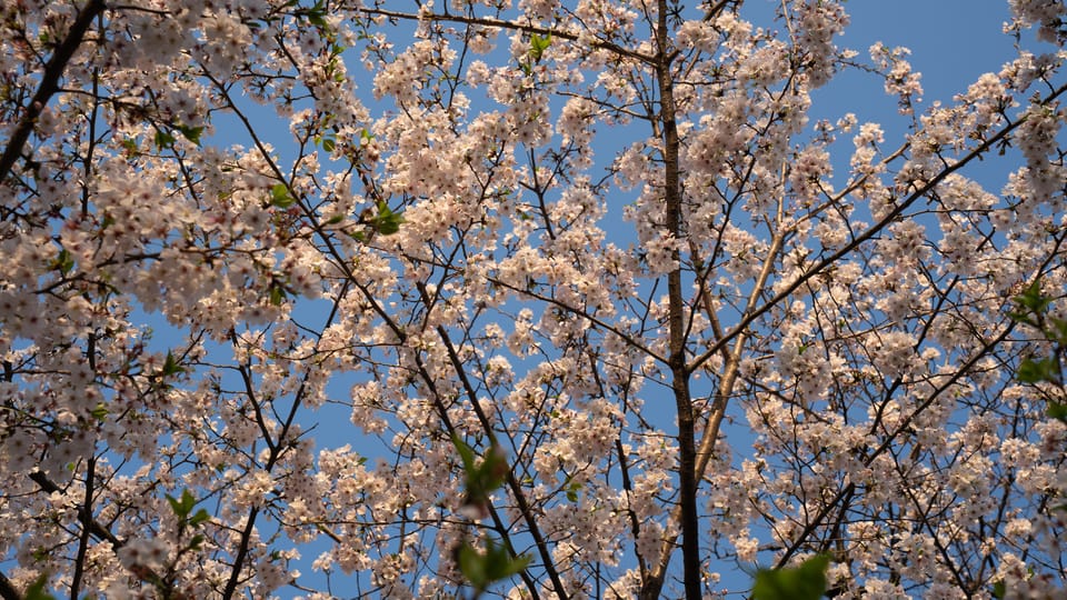 上野の公園ー桜 / 02