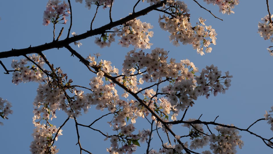 上野の公園ー桜 / 03