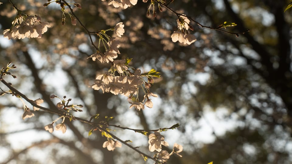上野の公園ー桜 / 04