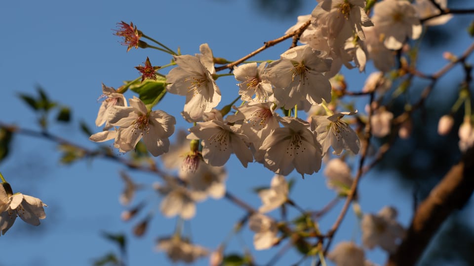 上野の公園ー桜 / 05