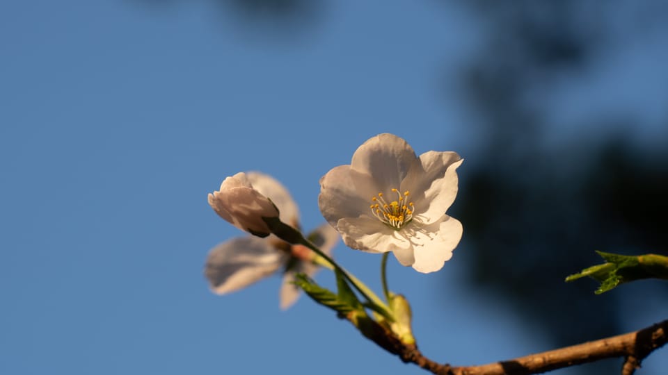 上野の公園ー桜 / 06