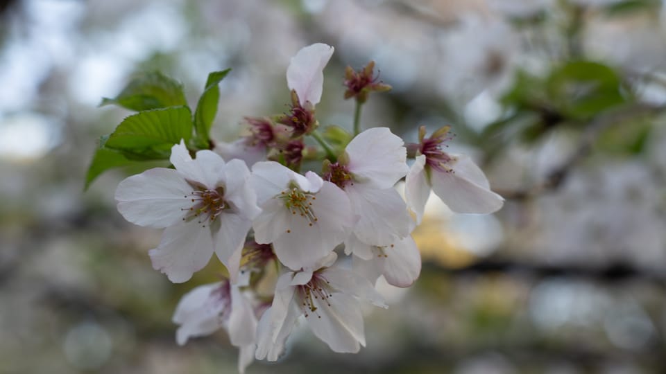 上野の公園ー桜 / 07