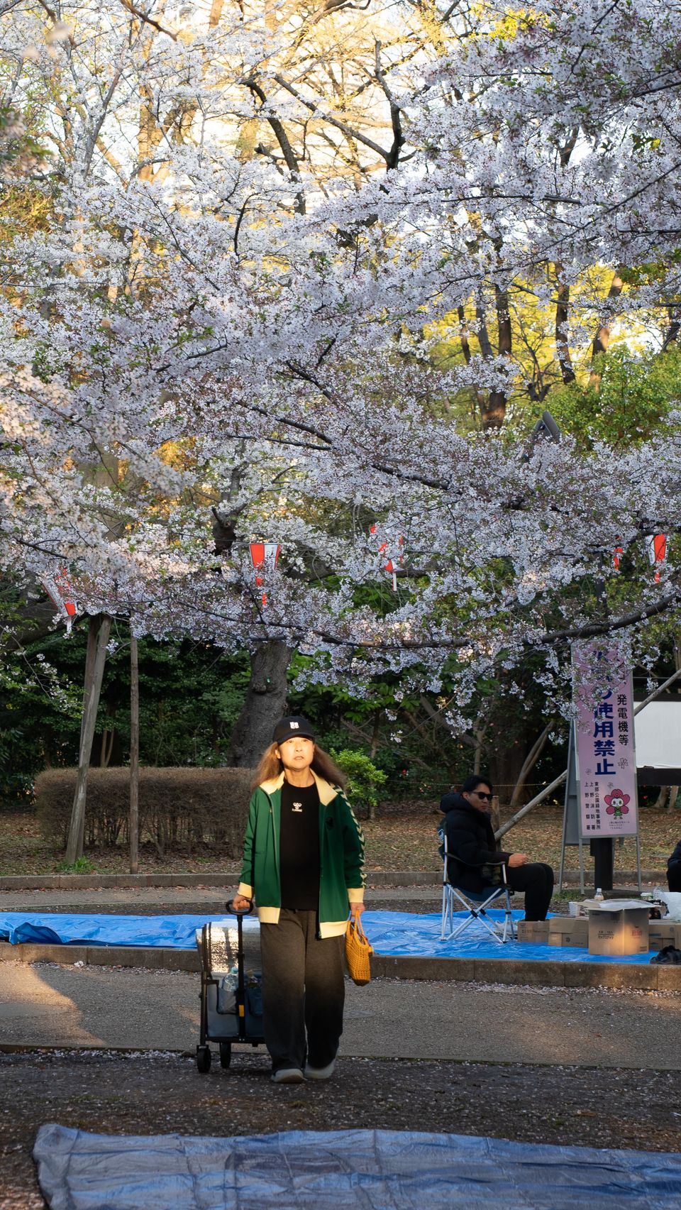 上野の公園ー桜 / 08