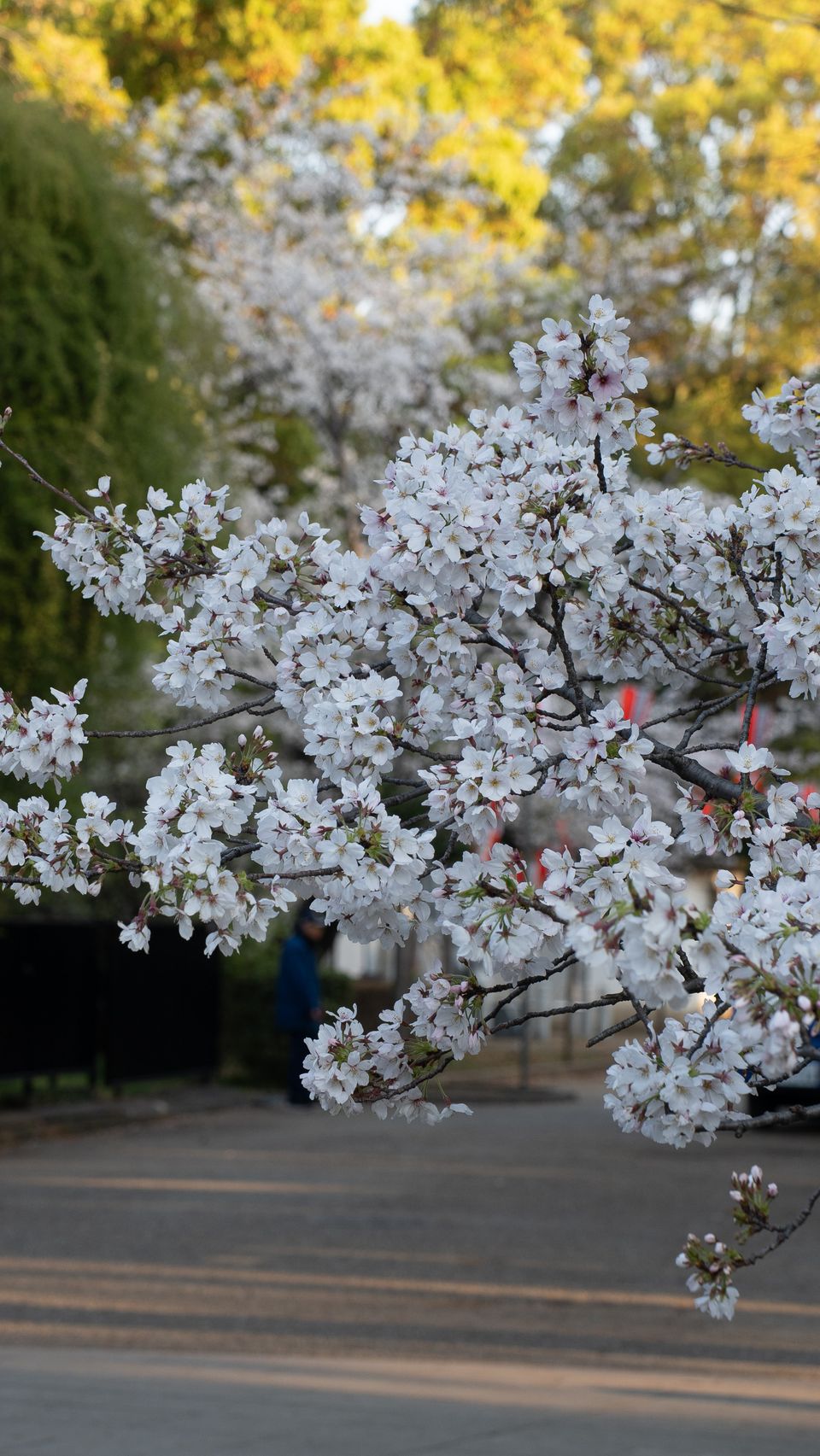上野の公園ー桜 / 09