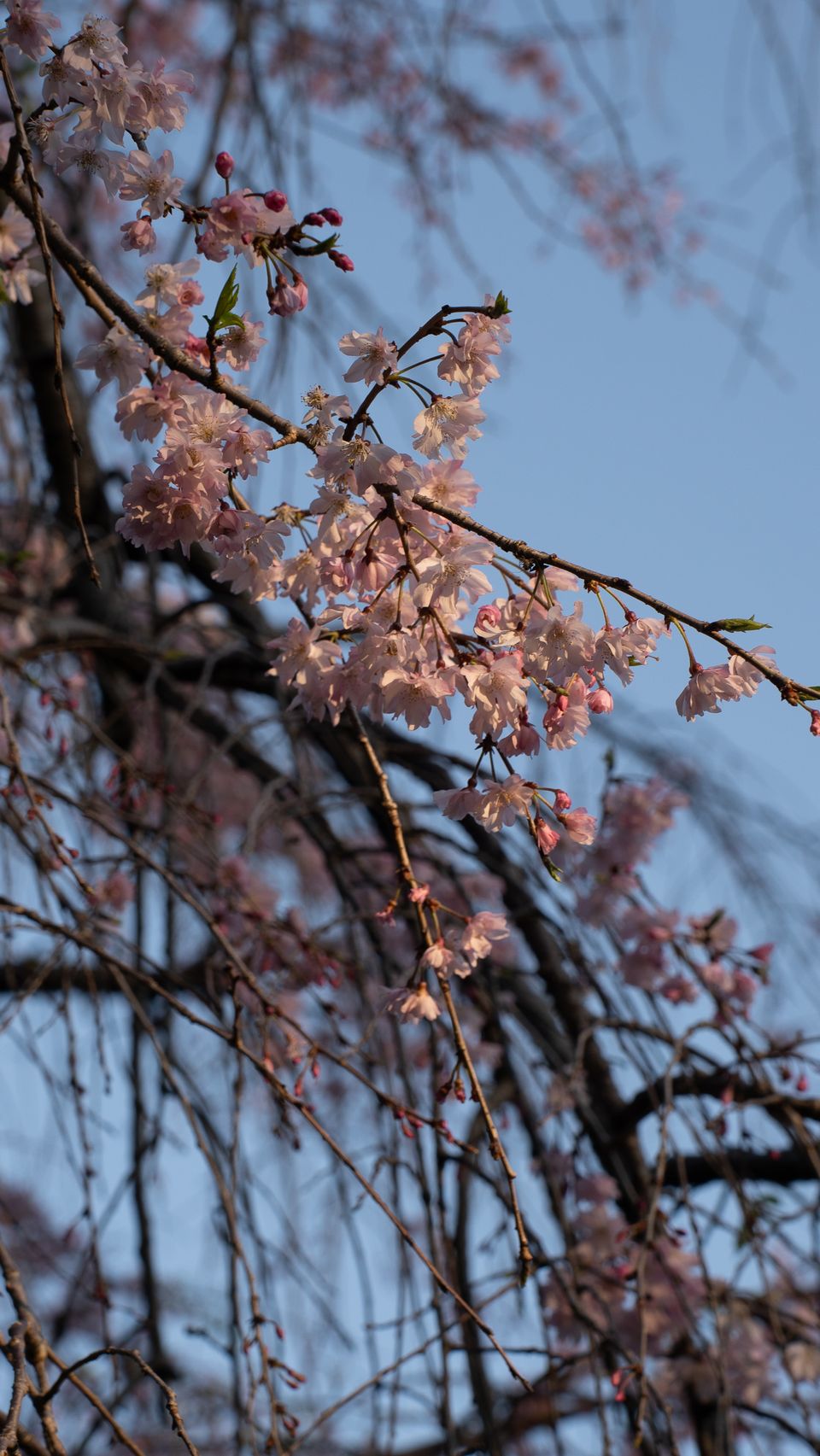上野の公園ー桜 / 10