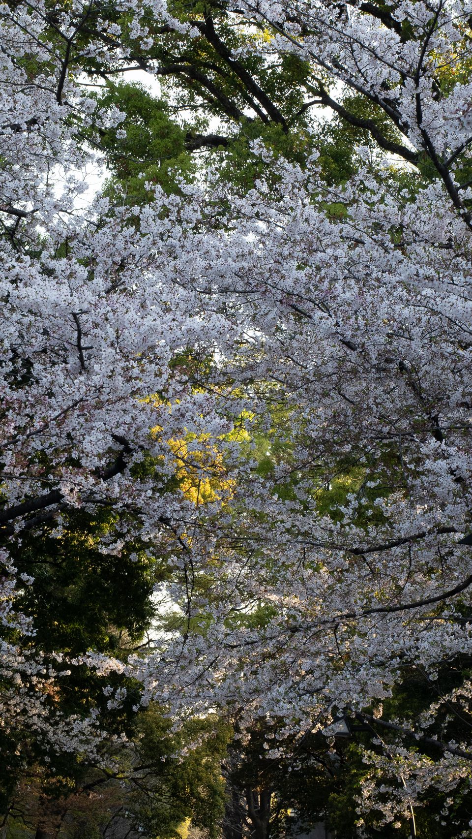 上野の公園ー桜 / 11