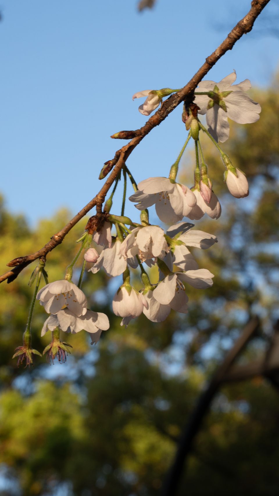 上野の公園ー桜 / 12