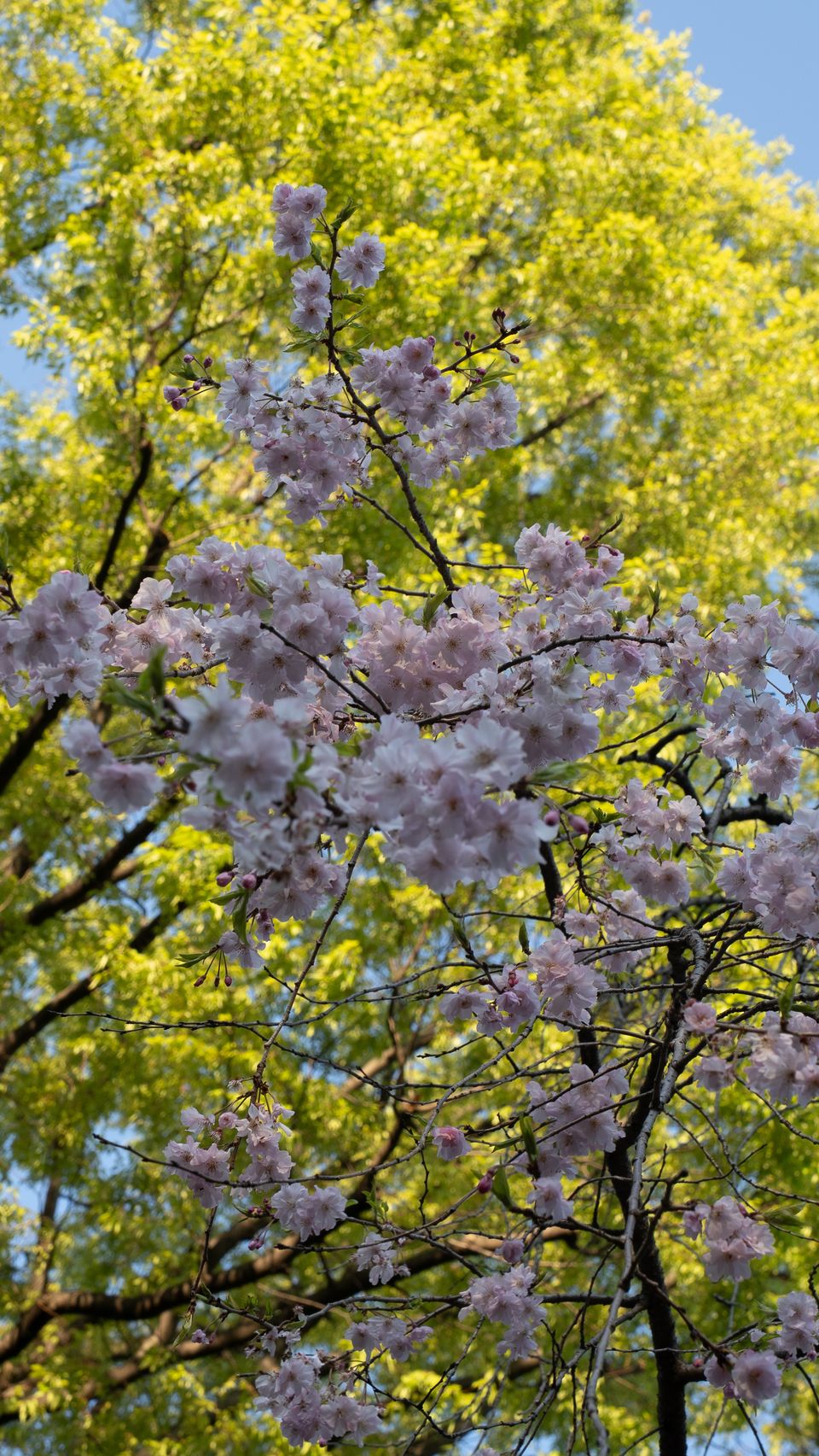 上野の公園ー桜 / 13