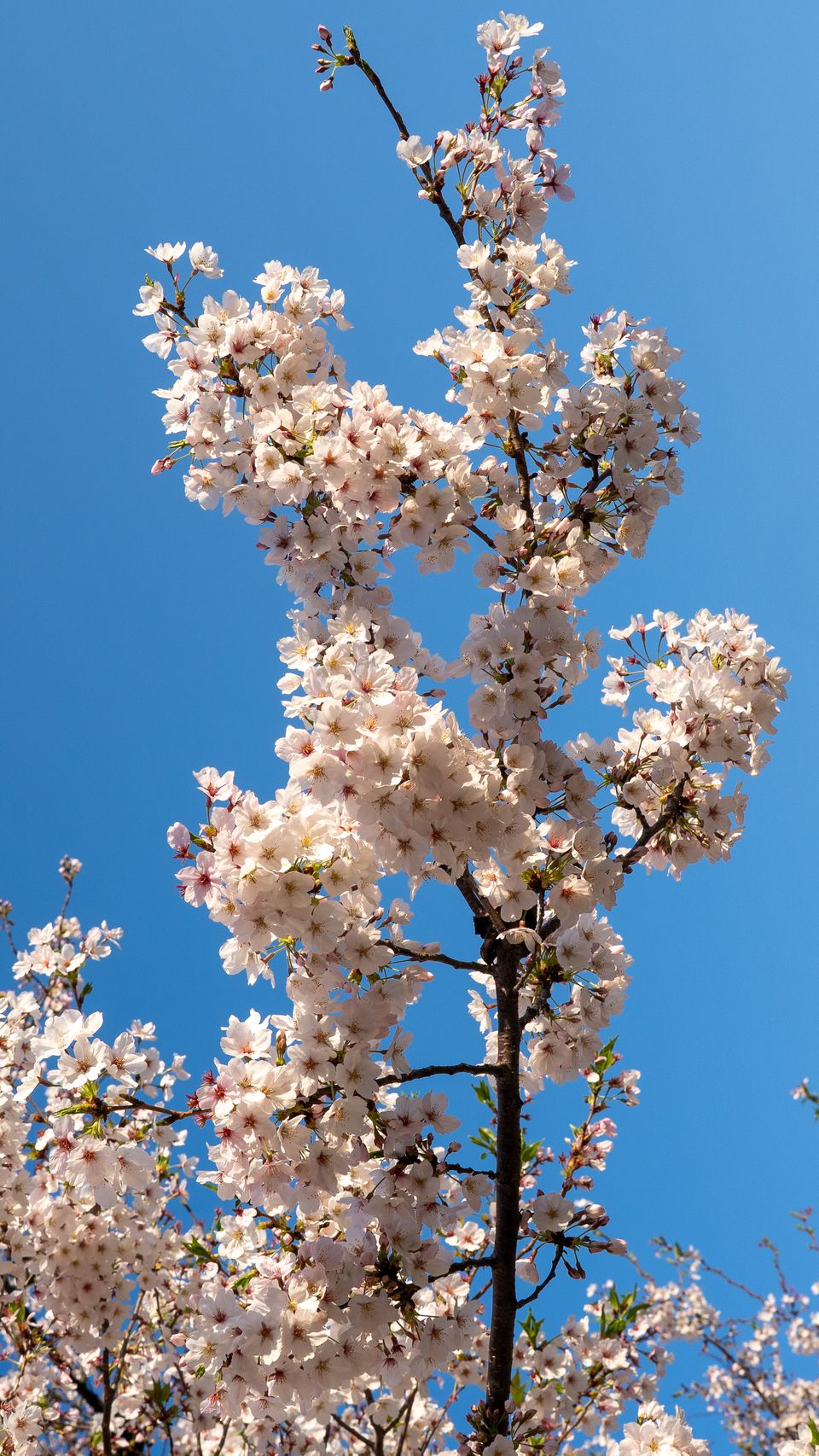 上野の公園ー桜 / 14