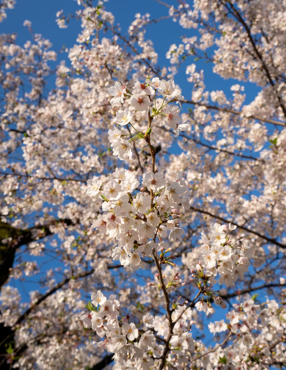 上野の公園ー桜 / 15