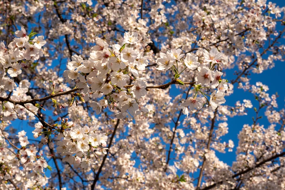 上野の公園ー桜 / 16