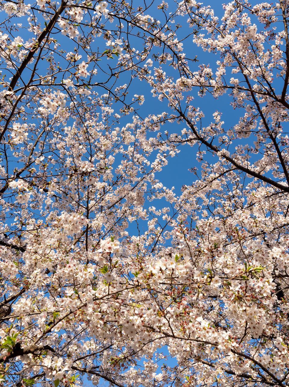上野の公園ー桜 / 17