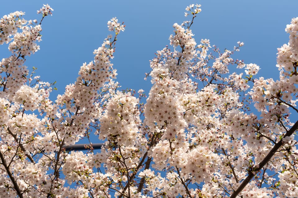上野の公園ー桜 / 18
