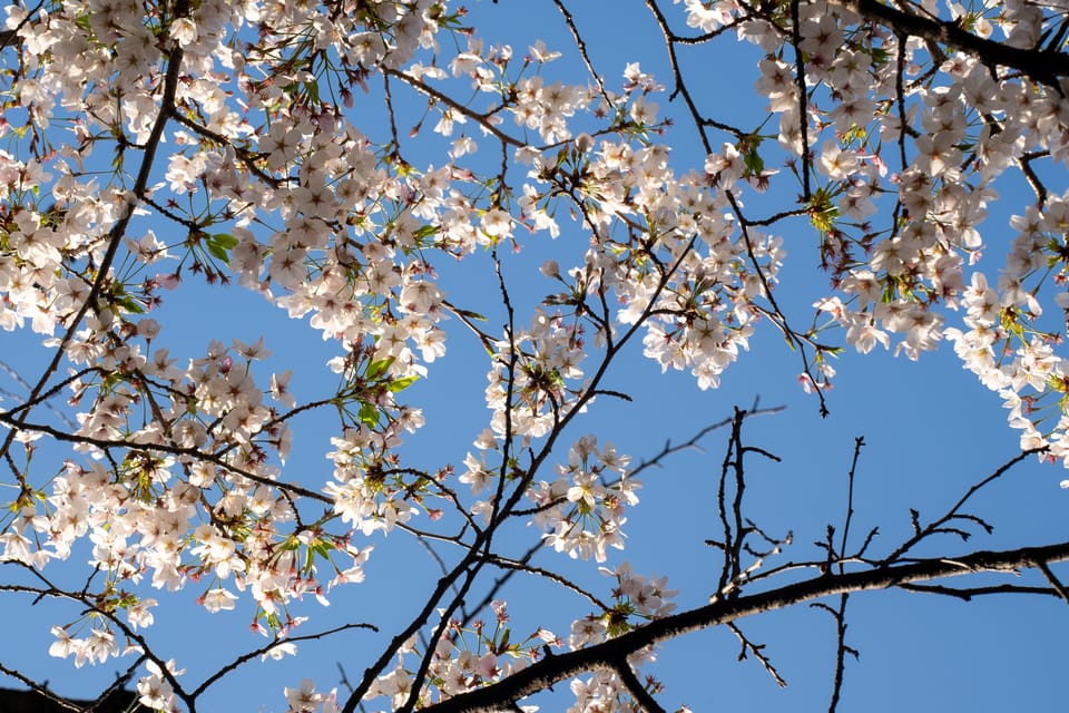 上野の公園ー桜 / 19