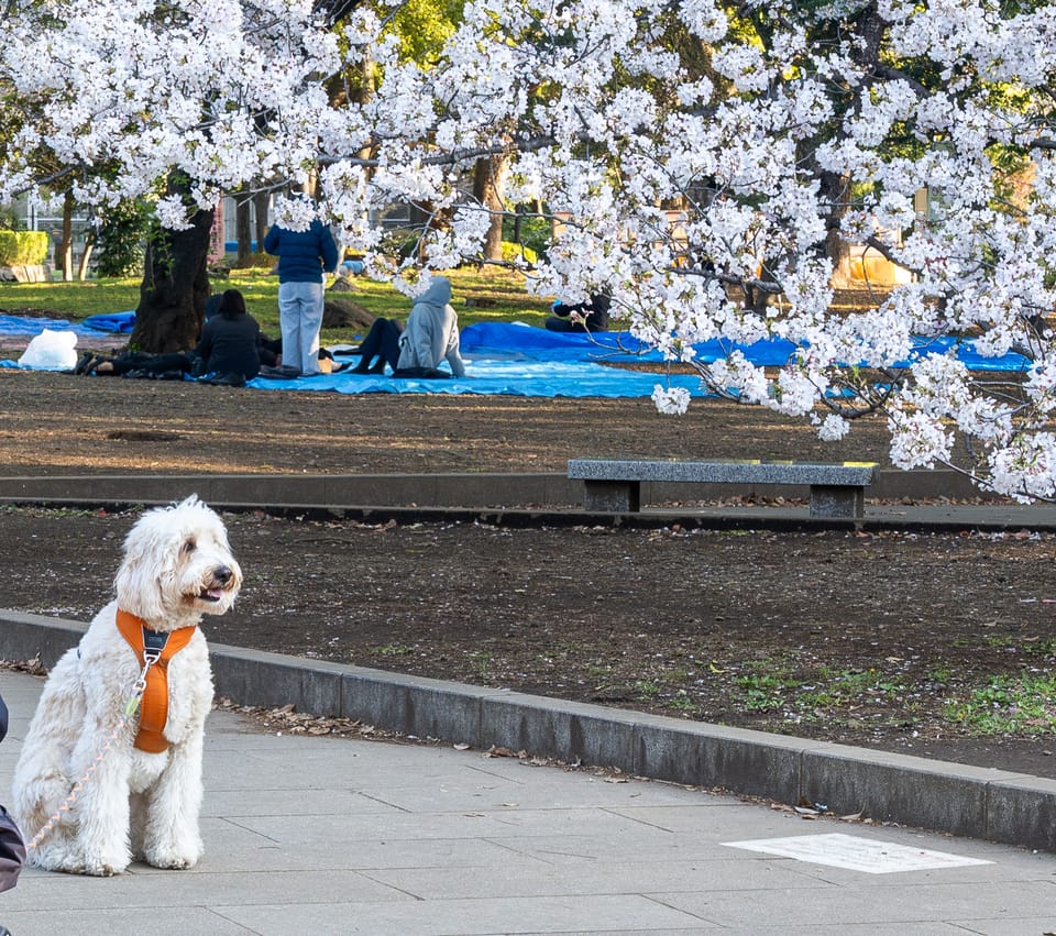 上野の公園ー桜 / 20