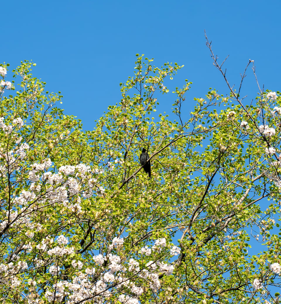 上野の公園ー桜 / 21