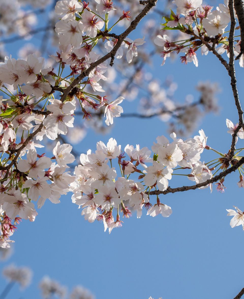 上野の公園ー桜 / 22