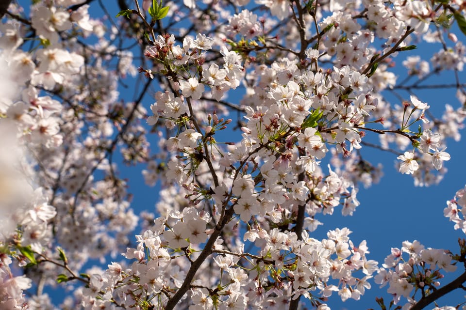 上野の公園ー桜 / 23