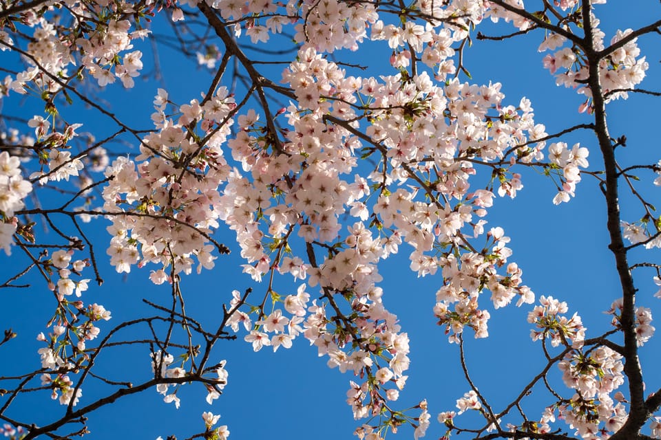 上野の公園ー桜 / 24
