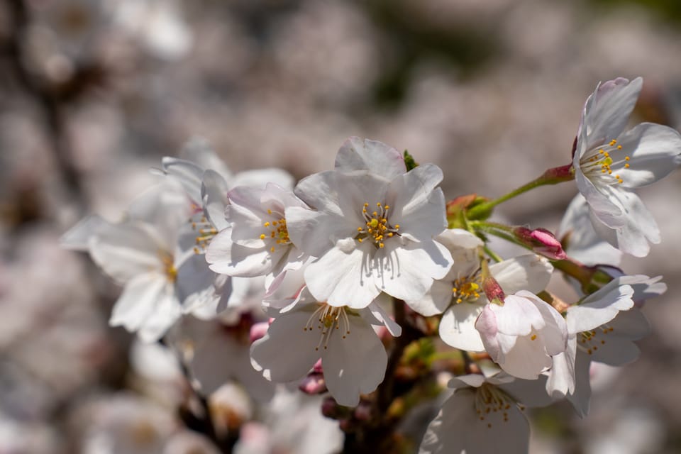 上野の公園ー桜 / 25