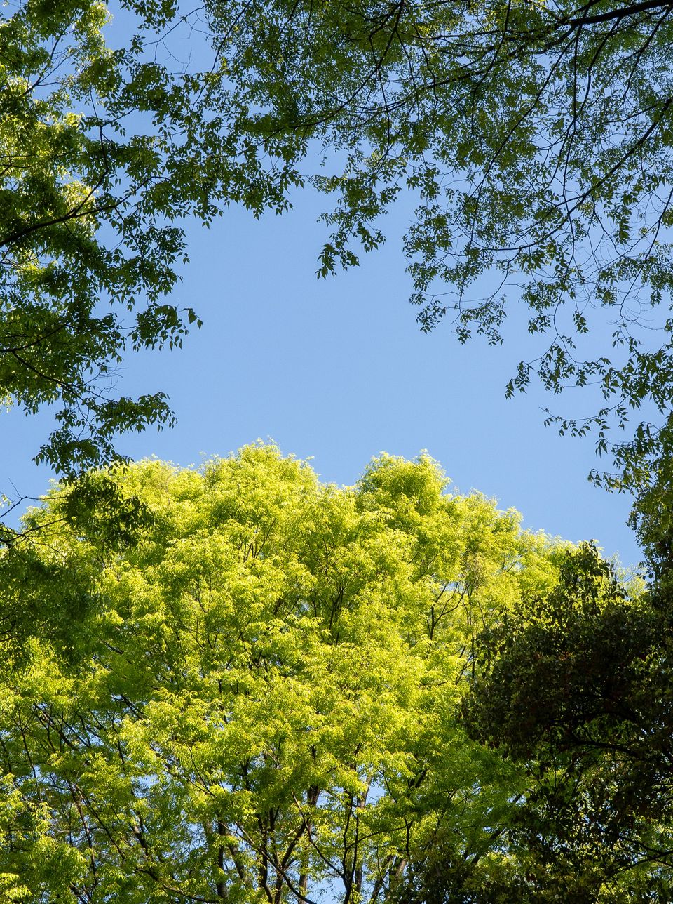 上野の公園ー桜 / 26
