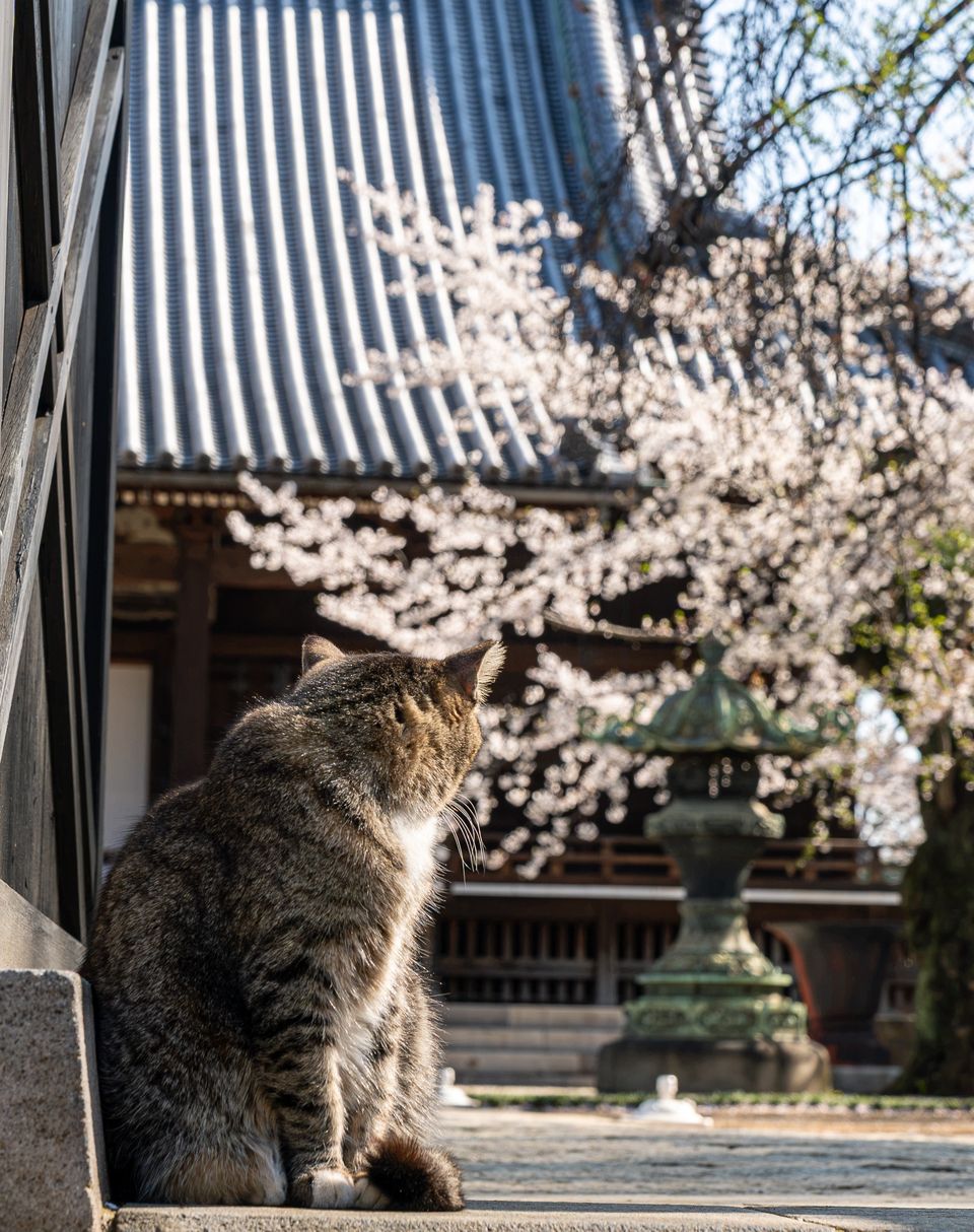 上野の公園ー桜 / 27
