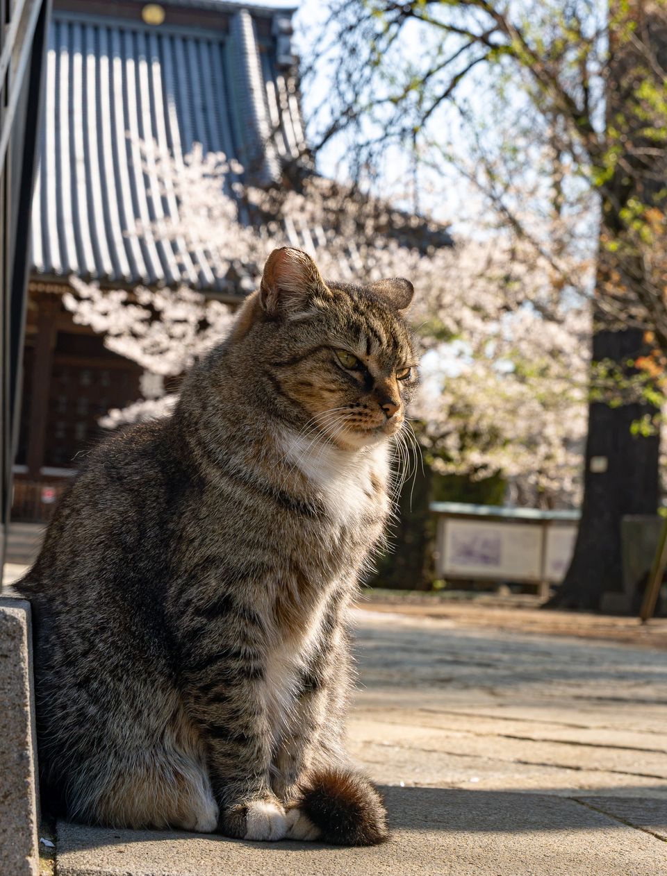 上野の公園ー桜 / 28