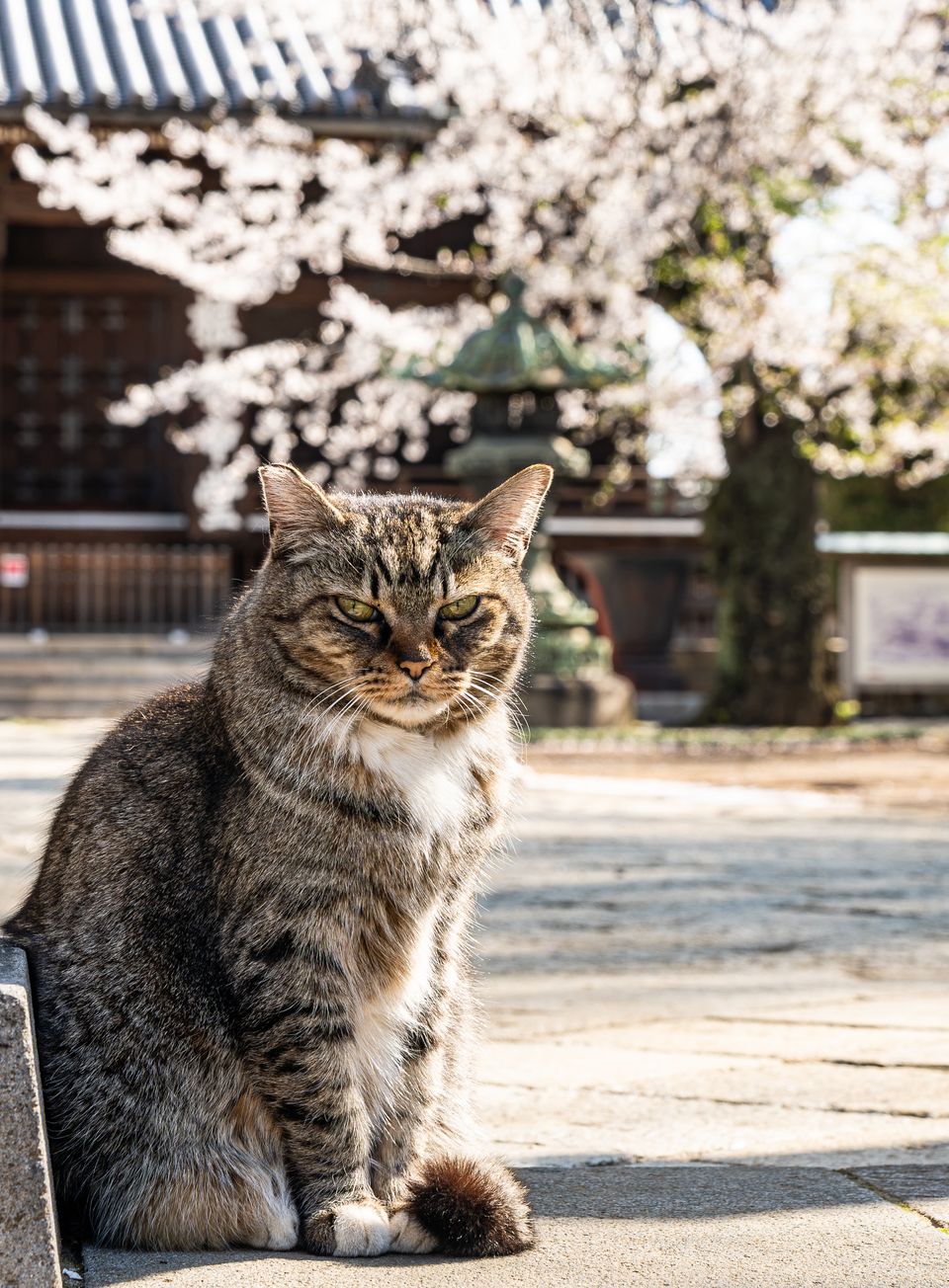 上野の公園ー桜 / 29