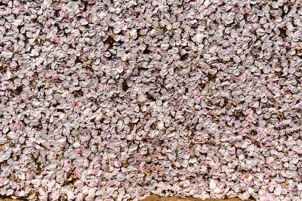 上野の公園ー桜 / 30