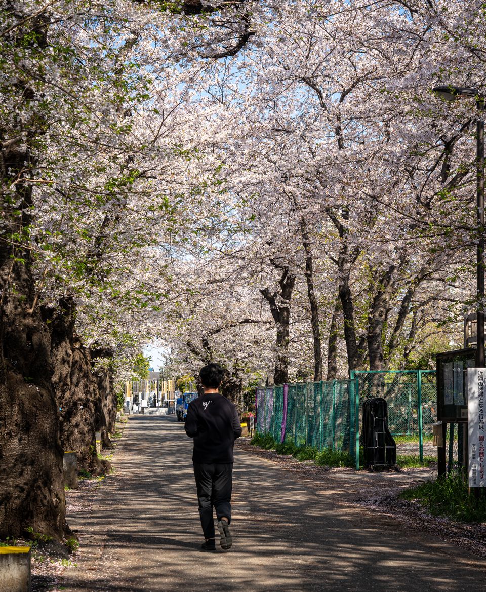 上野の公園ー桜 / 33