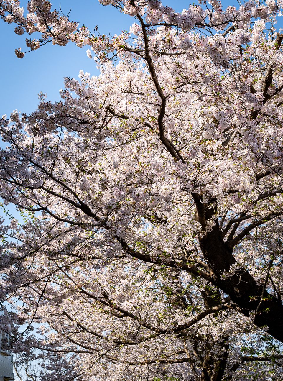 上野の公園ー桜 / 34