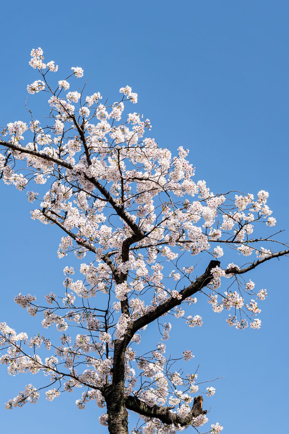 上野の公園ー桜 / 35
