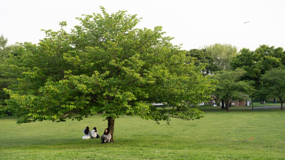 舎人公園ーネモフィラ / 04