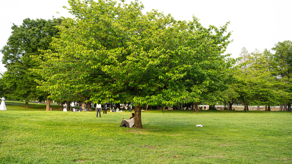 舎人公園ーネモフィラ / 05