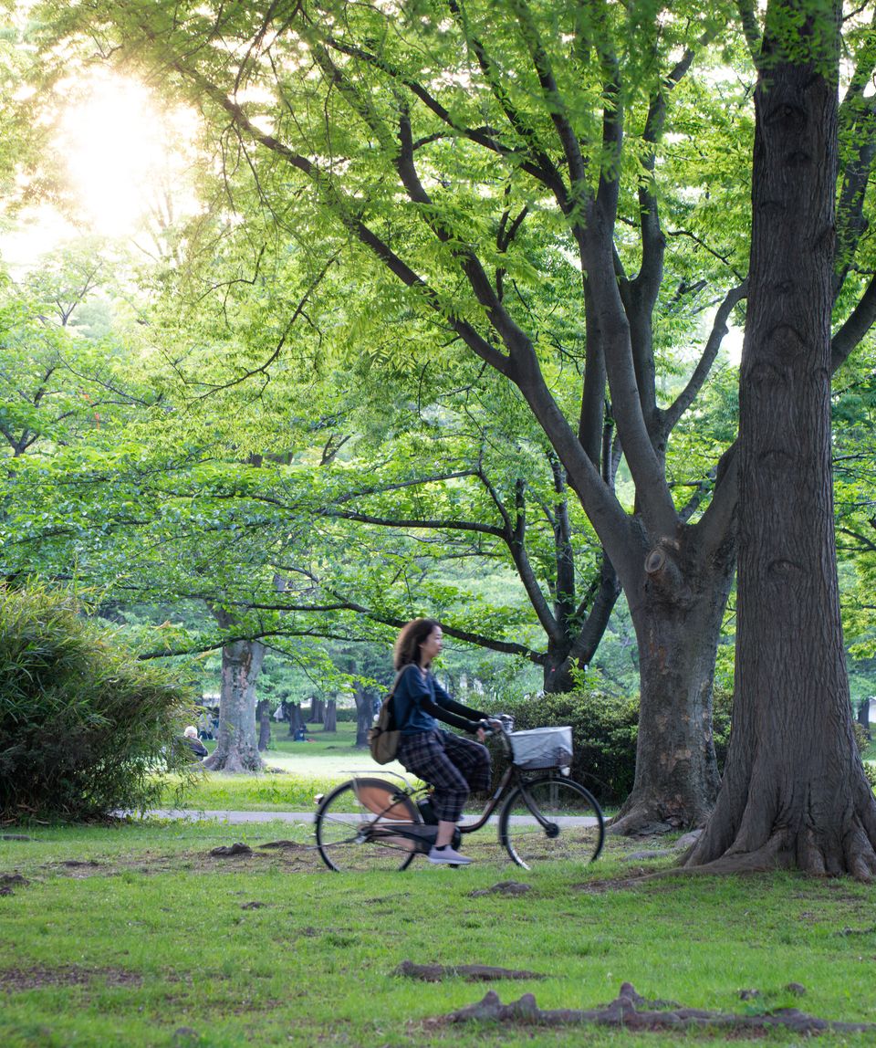 舎人公園ーネモフィラ / 06