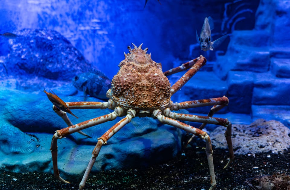 沼津港深海水族館 タカアシガニ