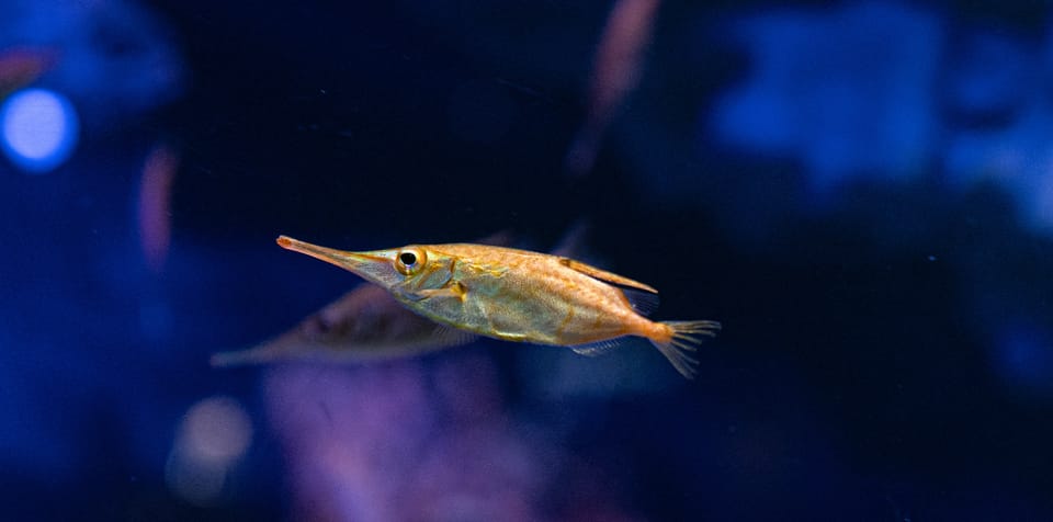 沼津港深海水族館