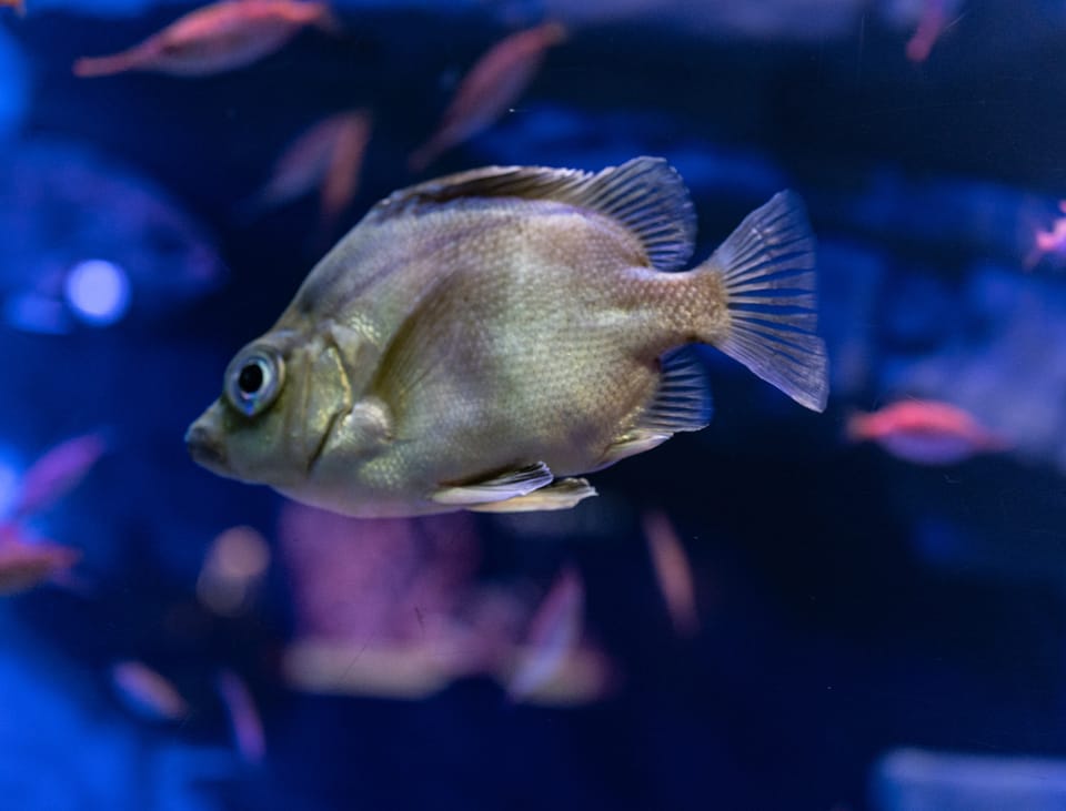 沼津港深海水族館