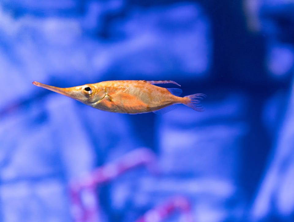 沼津港深海水族館