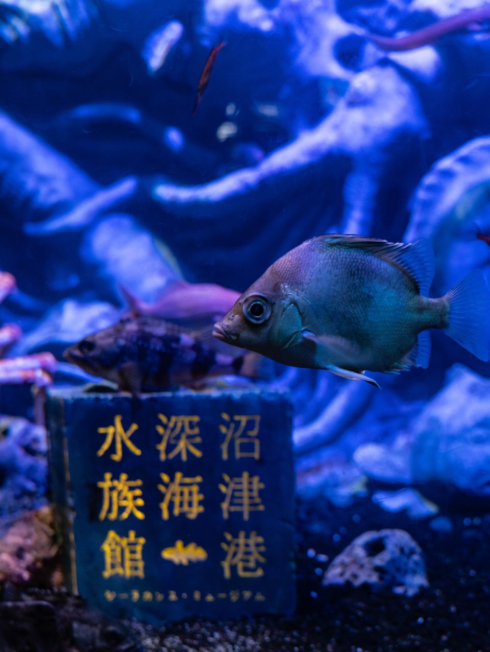 沼津港深海水族館