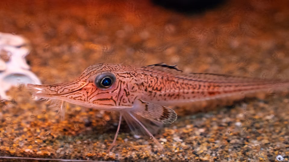 沼津港深海水族館