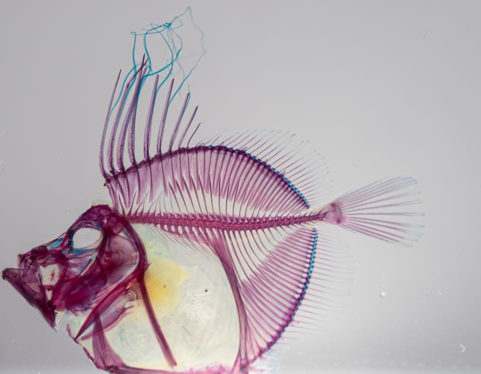 透明骨格標本