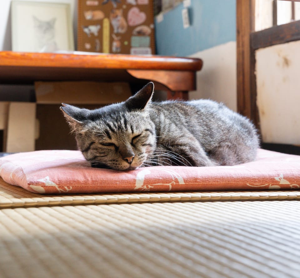 昼寝する猫