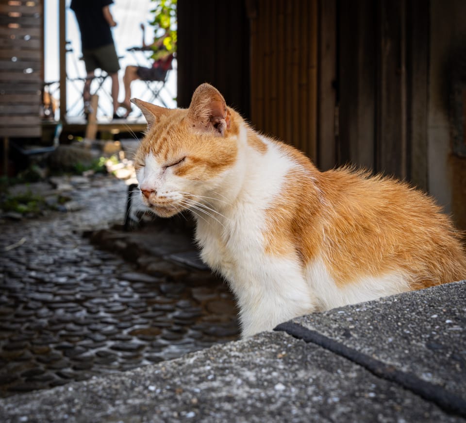 路地の猫