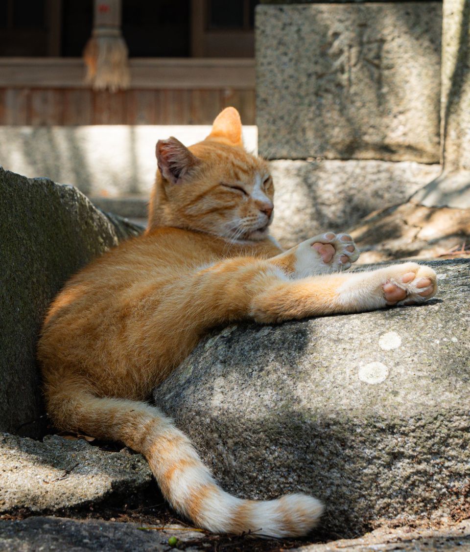 石の上でくつろぐ猫